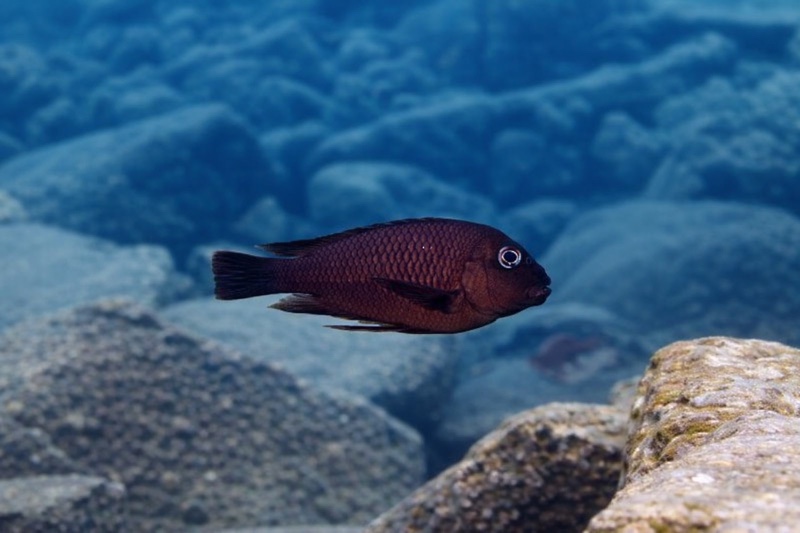 Petrochromis famula 'Cape Kabogo'